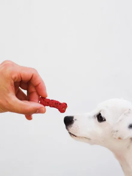 Biscuits Detox pour chien - Quinoa et Betterave - Cooka's Cookies