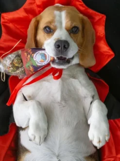 Biscuits d'halloween pour chien - Kiss the witch 🧙♀️ - Cooka's Cookies