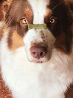 Biscuits Digestion pour chien - Spiruline et Pomme - Cooka's Cookies