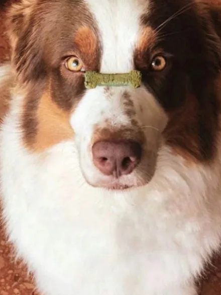 Biscuits Digestion pour chien - Spiruline et Pomme - Cooka's Cookies
