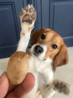 Bouchées de Fromage de Yak soufflé pour chien - Pawfect