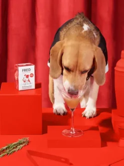 Bouillon pour chien - Boeuf 🐂 et Romarin - Fred & Felia