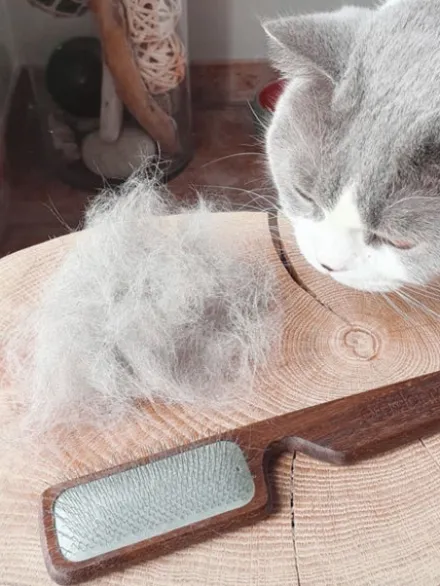 Brosse carde pour chiens et chats - Biogance