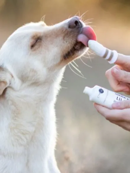 Brosse à dent pour chien et chat