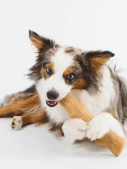 Bâton de bois à mâcher pour chien