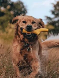 Bâton en caoutchouc pour chien - Super Stick Jaune - Beco