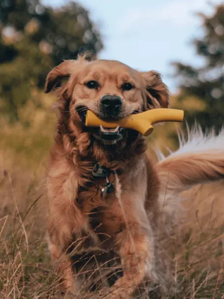 Bâton en caoutchouc pour chien - Super Stick Jaune - Beco