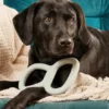 Bâton en caoutchouc pour chien - Tugger Vert - Beco