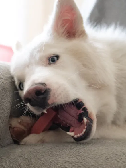 Bâtons de Fromage de Yak à mâcher à la fraise🍓 pour chien - Taille M
