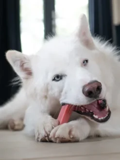Bâtons de Fromage de Yak à mâcher à la fraise🍓 pour chien - Taille M