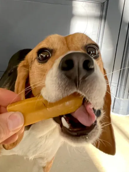 Bâtons de Fromage de Yak à mâcher pour chien - Taille M