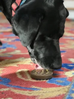 Bundle - Cacahuète à lécher 👅 + Beurre de cacahuète Banane 🍌 pour chien