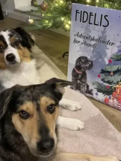 Calendrier de l'avent XL pour chien - 55 friandises - Fidelis