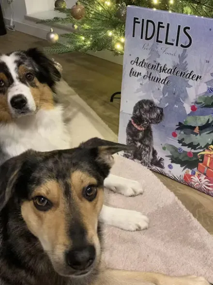 Calendrier de l'avent XL pour chien - 55 friandises - Fidelis