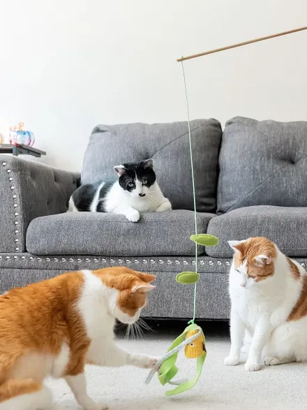 Canne à pêche pour chat - Maïs 🌽 - Pet PLAY