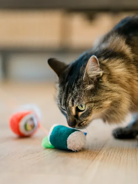 Canne à pêche pour chat - Sushi 🍣 - Pet PLAY