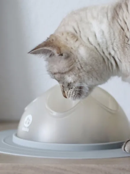 Cat Igloo - Jouet interactif pour Chat - Gris