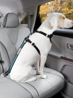 Ceinture de sécurité pour chien - Orange