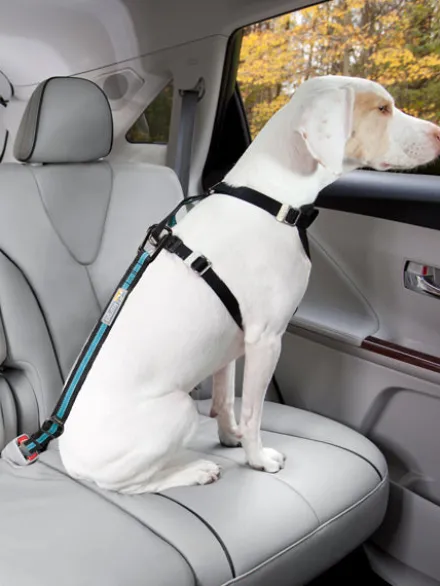 Ceinture de sécurité pour chien - Orange