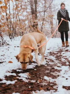 Collier imperméable et résistant pour chien - Orange néon - Hunter