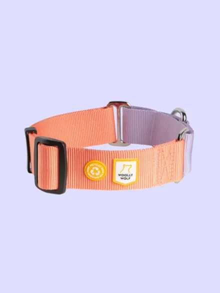 Collier martingale pour chien - Color Block Salmon Pink- Woolly Wolf