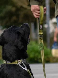 Collier pour chien DOG Copenhagen - Urban Style - Vert