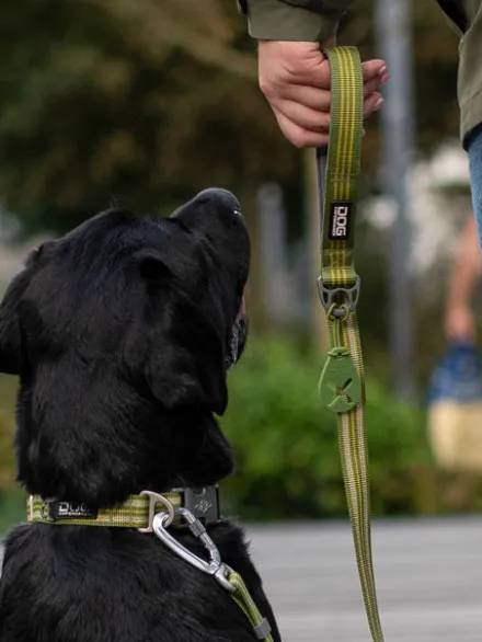 Collier pour chien DOG Copenhagen - Urban Style - Vert