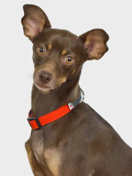 Collier pour chien Funston Rouge - Wildebeest