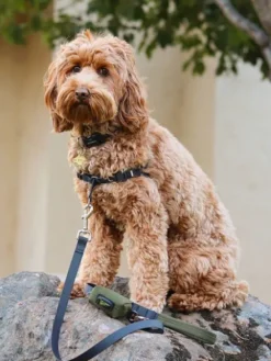 Collier pour chien Funston Vert - Wildebeest