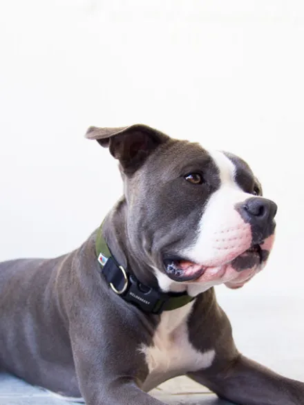 Collier pour chien Funston Vert - Wildebeest