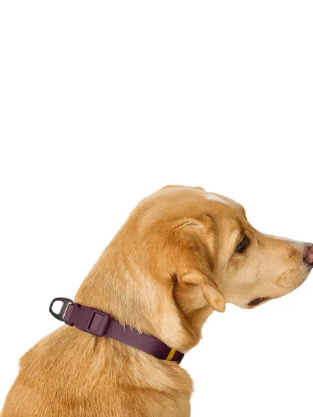Collier pour chien imperméable et résistant - Havana mûre - Hunter