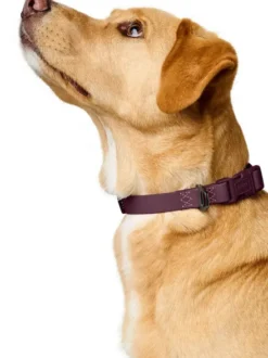 Collier pour chien imperméable et résistant - Havana mûre - Hunter