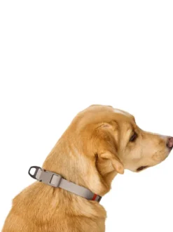 Collier pour chien imperméable et résistant - Havana grège - Hunter