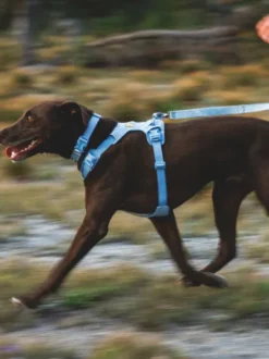 Collier pour chien Ruffwear - Front Range Flex collar - Bleu Polaire