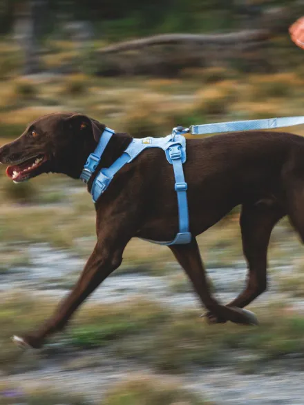 Collier pour chien Ruffwear - Front Range Flex collar - Bleu Polaire