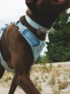 Collier pour chien Ruffwear - Front Range Flex collar - Bleu Polaire