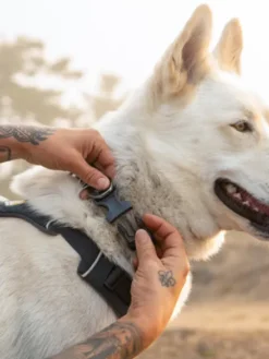 Collier pour chien Ruffwear - Front Range - Basalt Gray