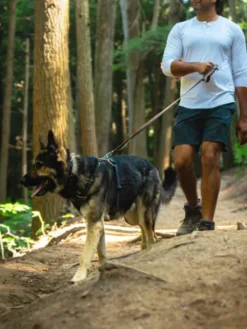Collier pour chien Ruffwear - Front Range - Moonlight Fade