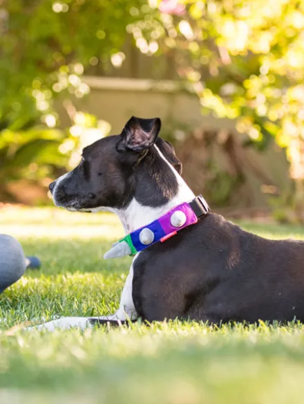 Collier pour chien - Spiked by P.L.A.Y - Pet PLAY