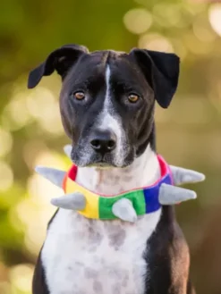 Collier pour chien - Spiked by P.L.A.Y - Pet PLAY