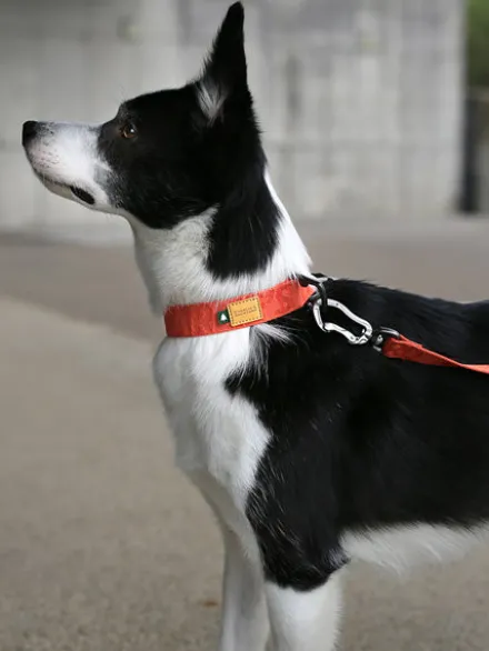 Collier pour chien - Town basic collar - Orange - Charlie's Backyard
