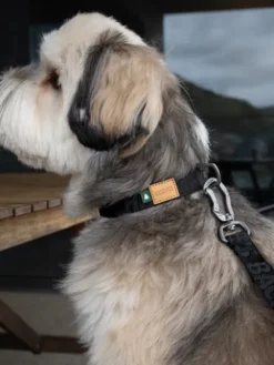 Collier pour chien - Town basic collar - Noir - Charlie's Backyard