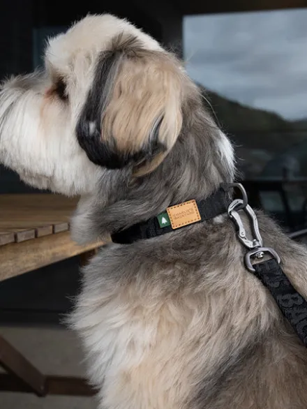 Collier pour chien - Town basic collar - Noir - Charlie's Backyard