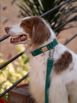 Collier pour chien - Town - Vert - Charlie's Backyard
