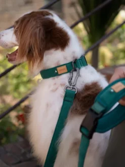 Collier pour chien - Town - Vert - Charlie's Backyard
