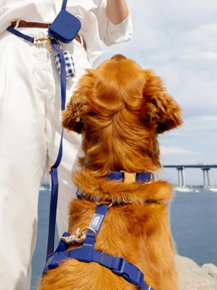 Collier waterproof Cloud pour chien - Bleu nuit - Shop Sunny Tails