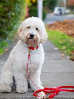 Collier waterproof Cloud pour chien - Cherry - Shop Sunny Tails