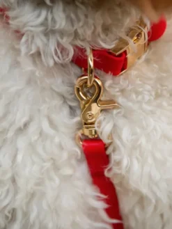 Collier waterproof Cloud pour chien - Cherry - Shop Sunny Tails