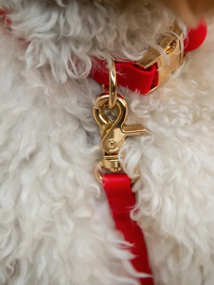 Collier waterproof Cloud pour chien - Cherry - Shop Sunny Tails