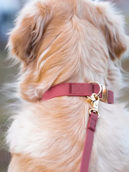 Collier waterproof Cloud pour chien - Mûre - Shop Sunny Tails